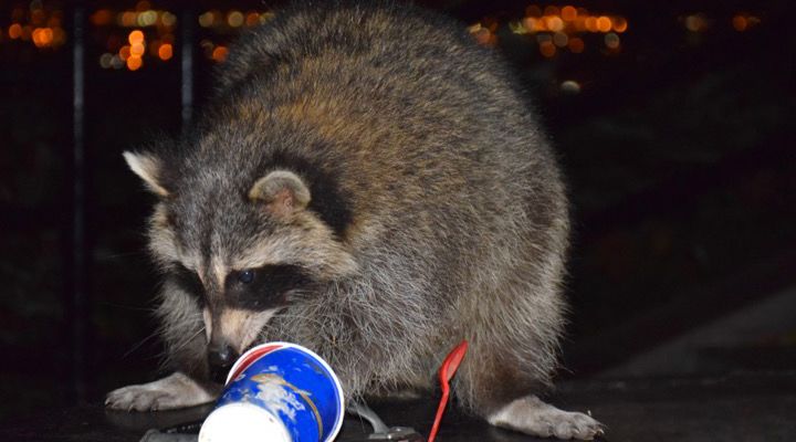 Raccoon Climbs Building Story