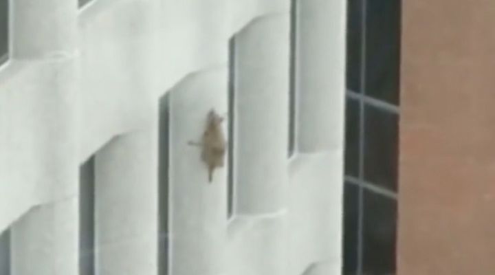 Raccoon Climbs Building Story