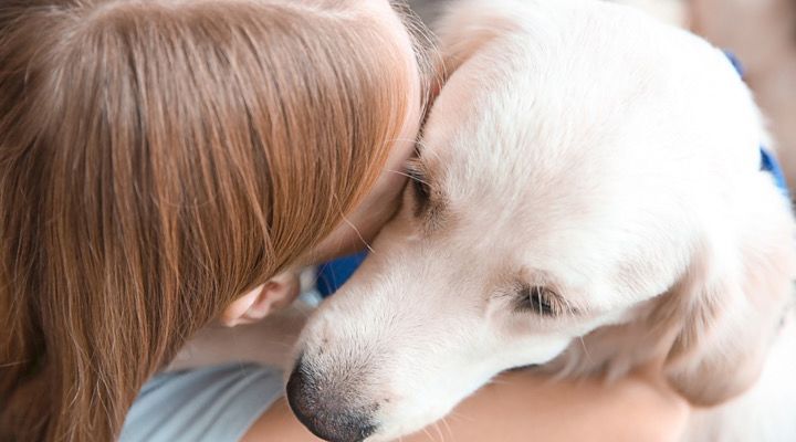 Service Dogs Story