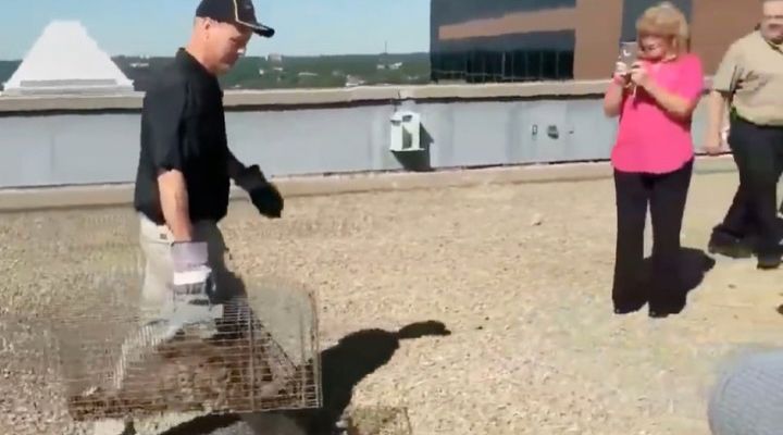 Raccoon Climbs Building Story