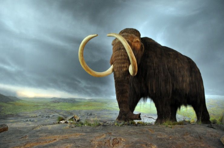 A14 Cambridge Mammoth Story