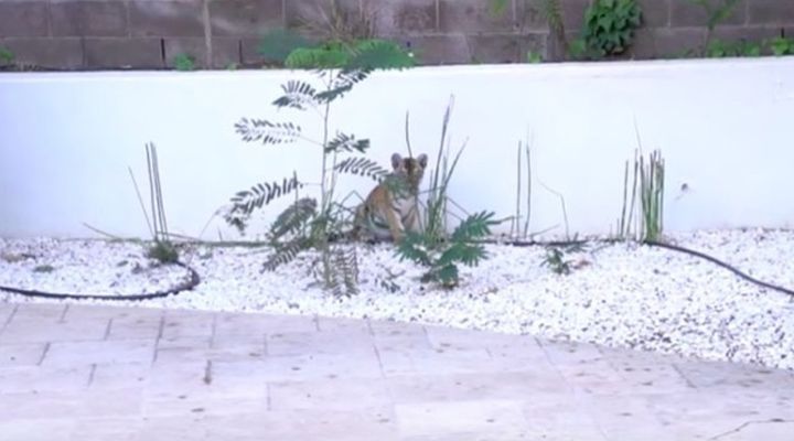 Tiger Cub Saved Story