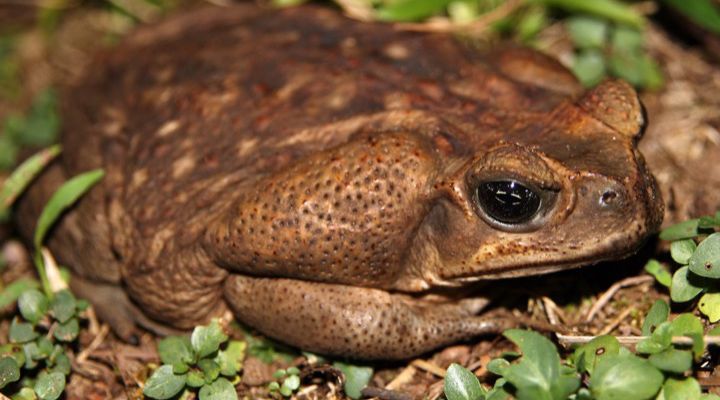 Deadliest Animals in Australia