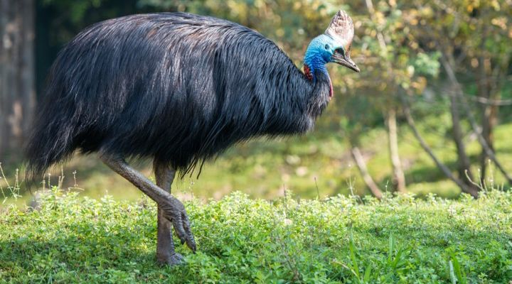 Deadliest Animals in Australia