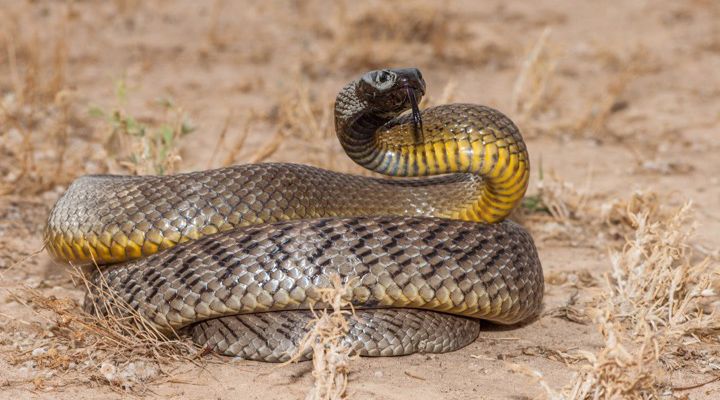 Deadliest Animals in Australia