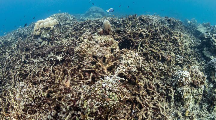 RangerBot Great Barrier Reef