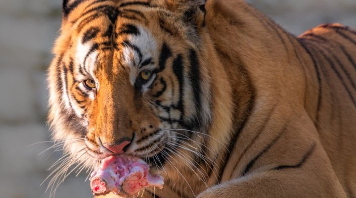 Abandoned House Tiger Story