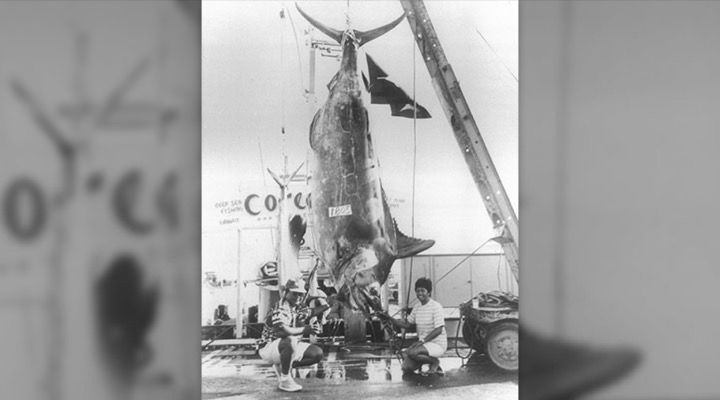 Record Blue Marlin Story